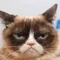 A grumpy cat