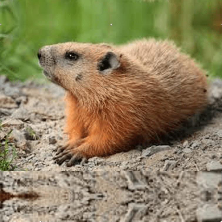Punxsutawney Phil