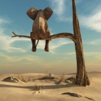 Elephant stands on thin branch of withered tree