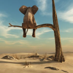 Elephant stands on thin branch of withered tree