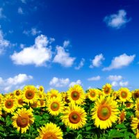 Field of sunflowers below a bright blue sky