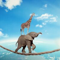 Elephant on a tightrope carrying a giraffe