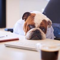 A very bored dog