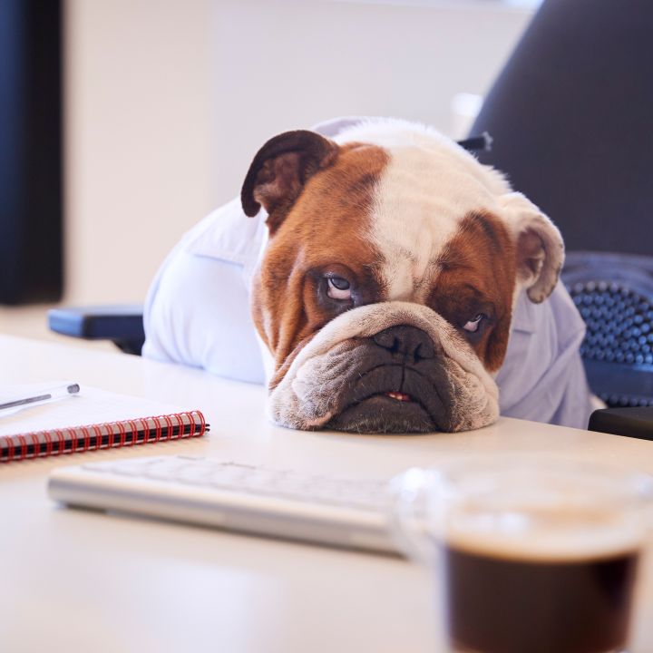 A very bored dog